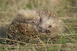 Eastern European Hedgehog   Erinaceus concolor 